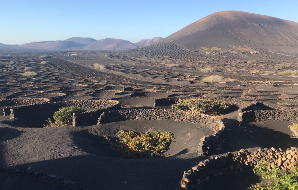 Weinbau im Lavaboden.