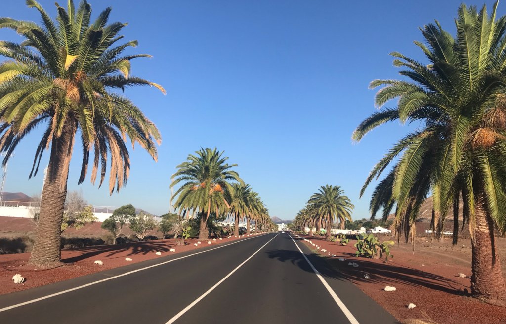 Roter Boden und grüne Palmen.