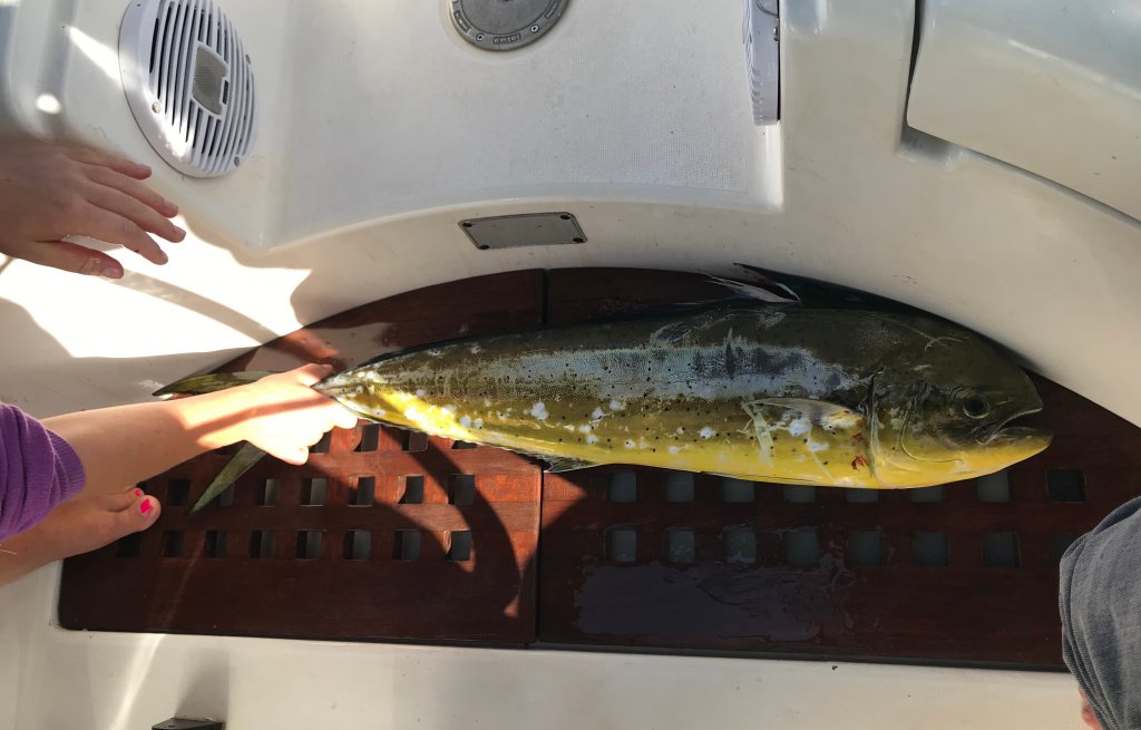 Unser erster Mahi Mahi.