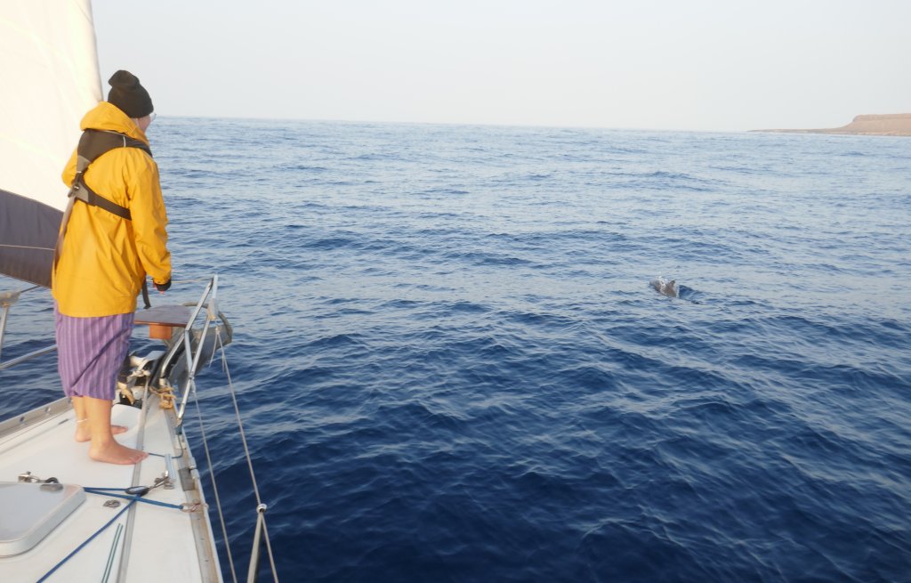Marti und ein Delphin.