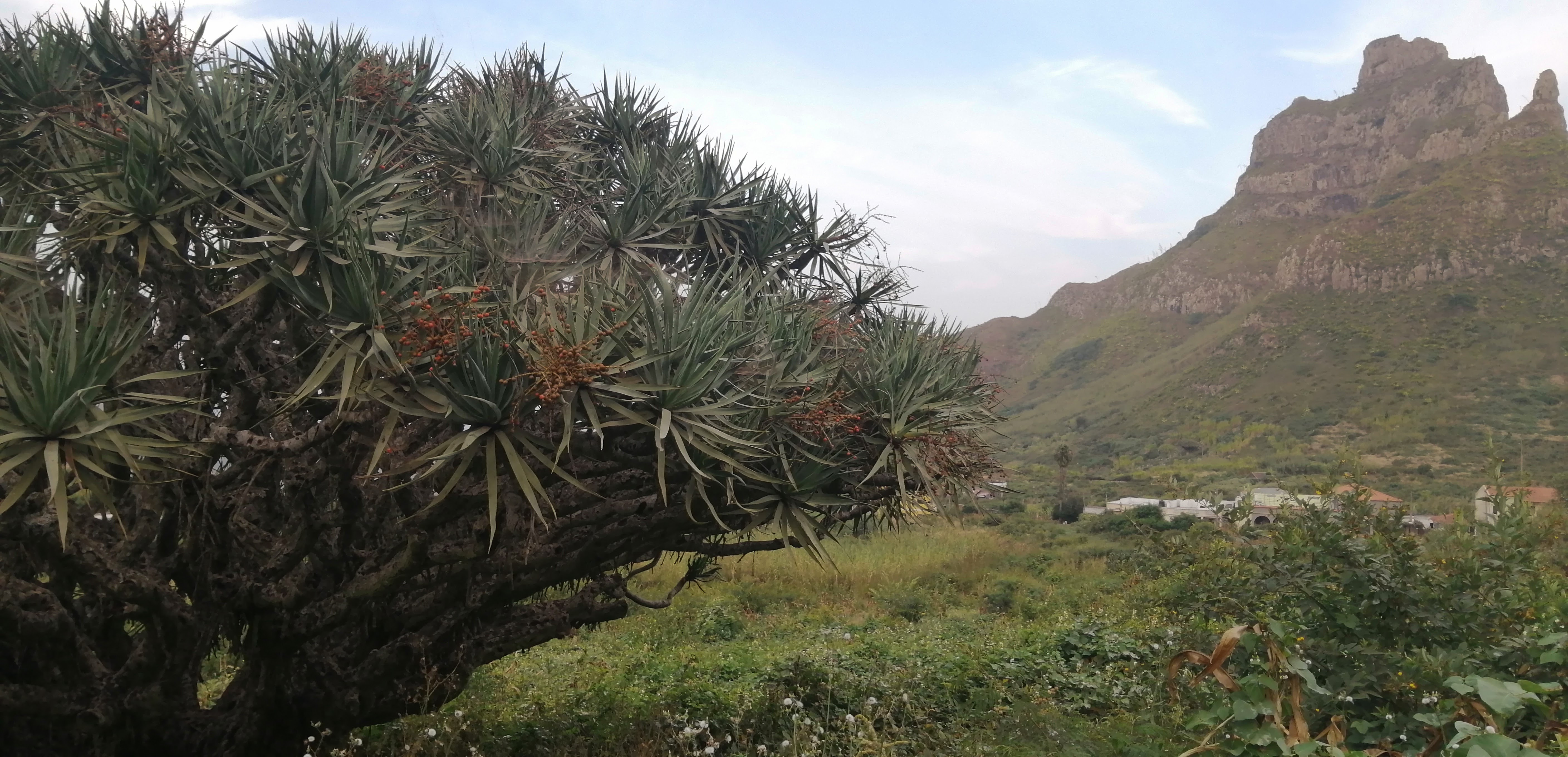 Ein sehr grosser Drachenbaum.