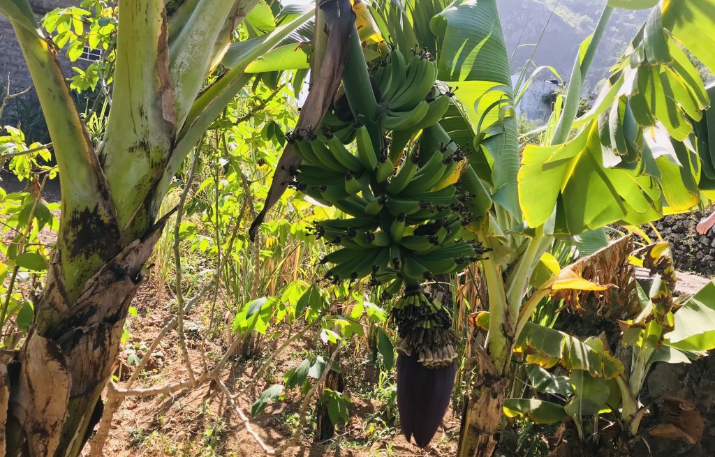 Lust auf Bananen?