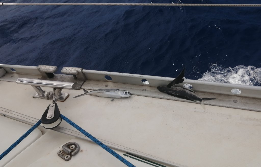 Fliegende Fische am Bug.