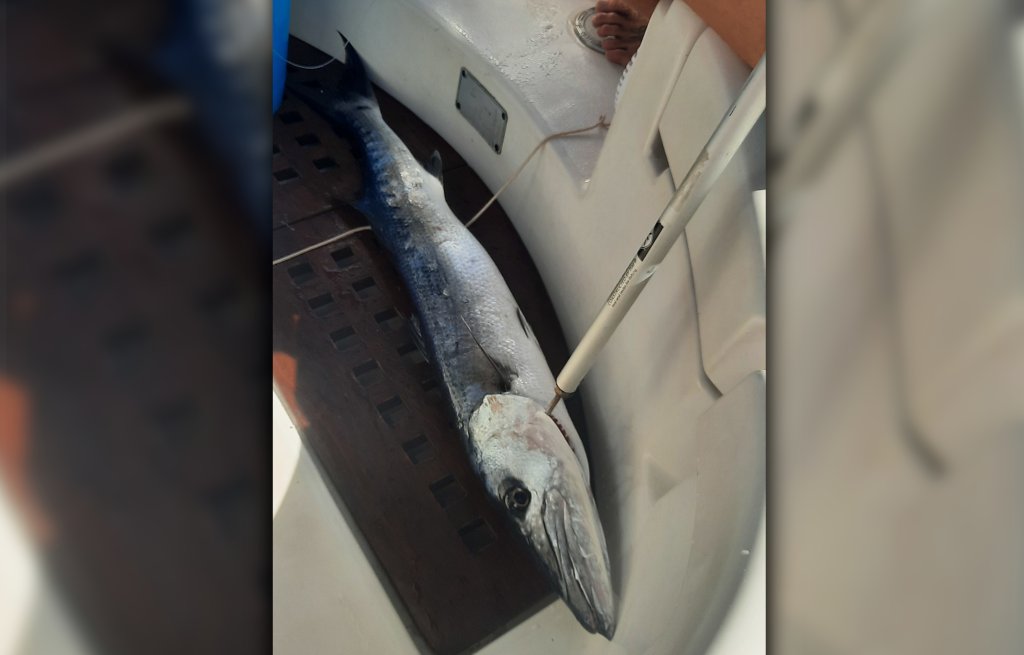 Grosser Barracuda.