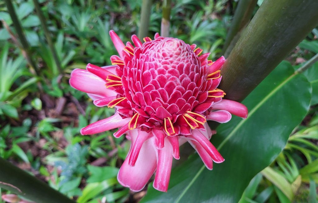 Porzellanrose im Jardin des Fleures.