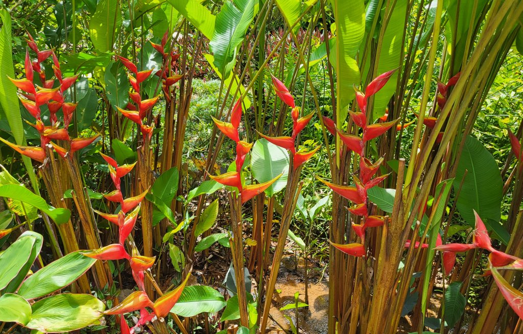 Heliconia Carabea.