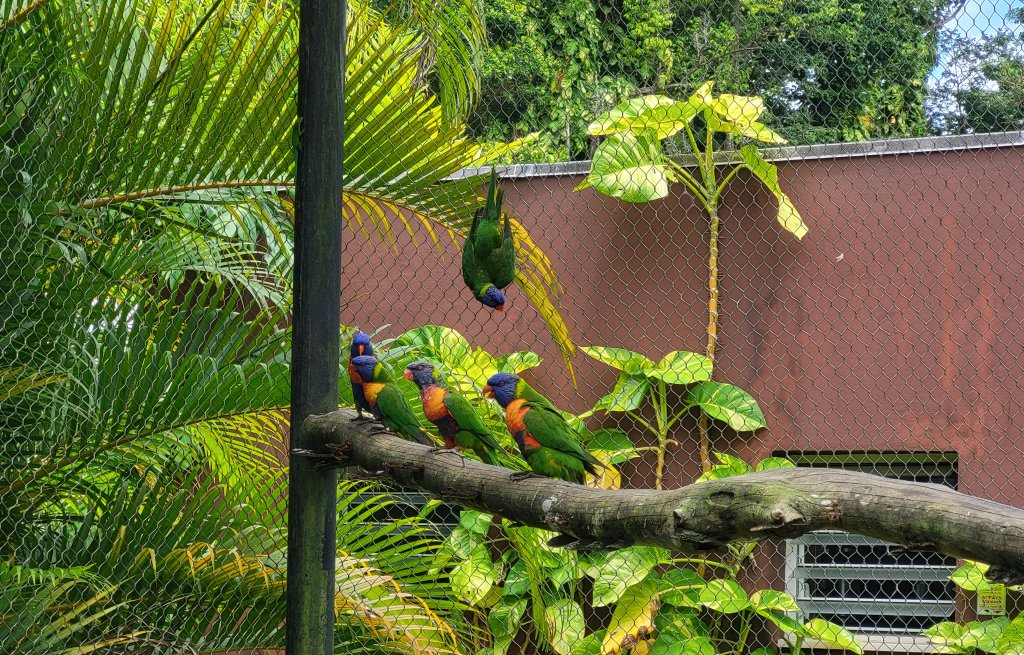 Ein paar lustige Vögel.