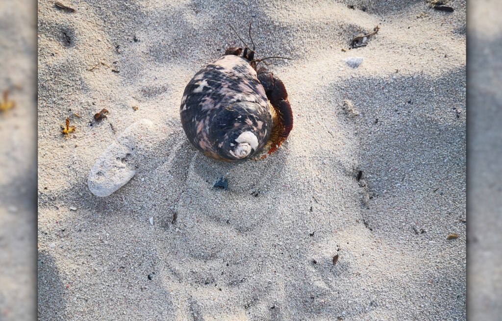 Riesen Einsiedlerkrebs.