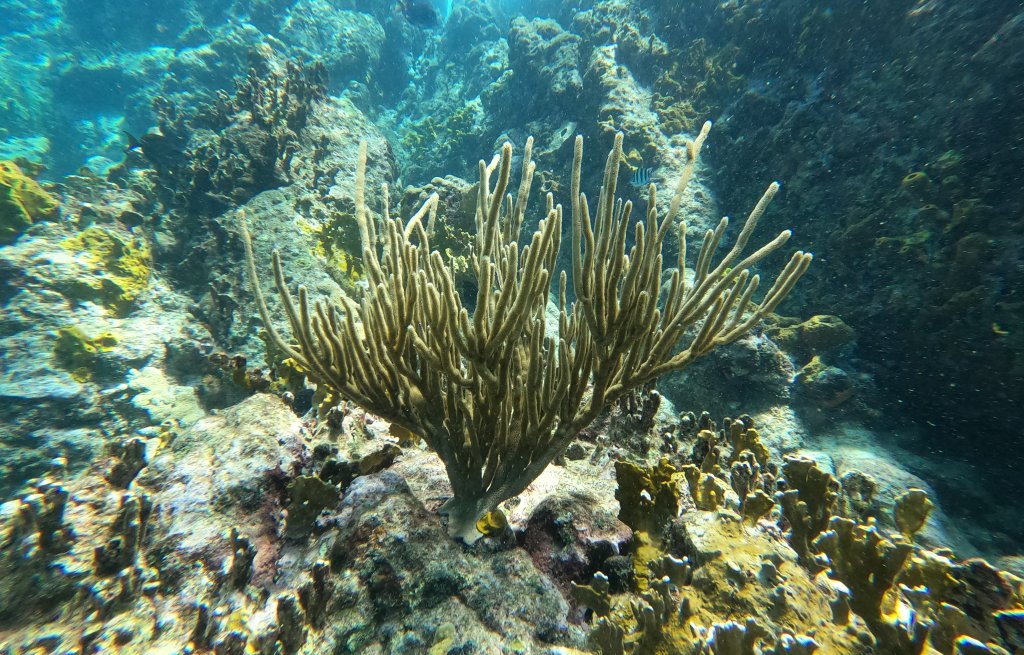 Schöne, gesunde Korallen.