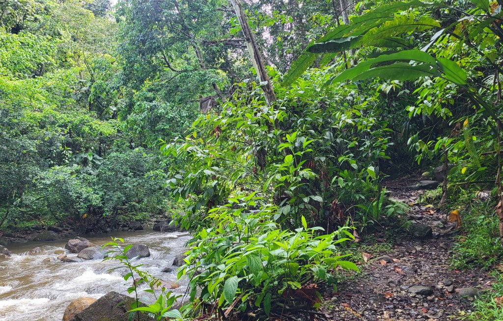 Ein Spaziergang im Dschungel.