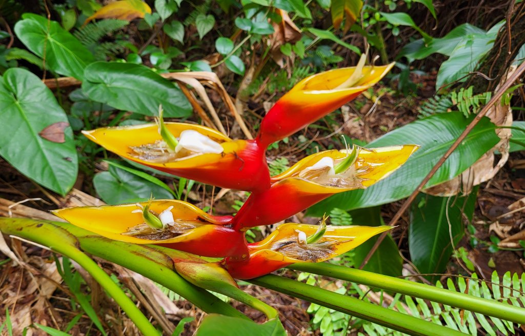 Schöne Heliconia Caribea.