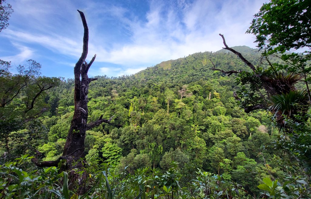 Dieser Wald ist so gesund und kräftig.