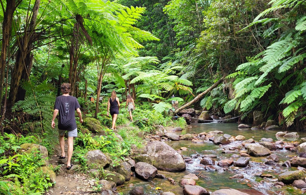 Wir laufen durch den leuchtend grünen Wald.