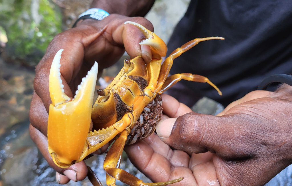 Eine Krabbe, mit Baby-Krabben in der Bauchtasche.