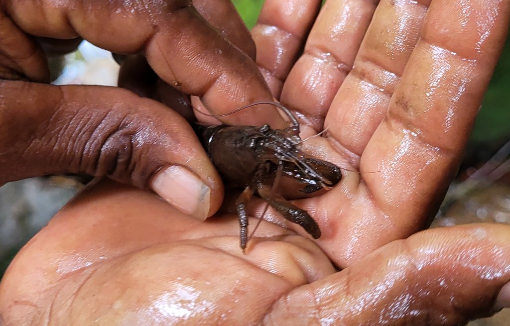 Filipo hat einen Flusskrebs gefangen.