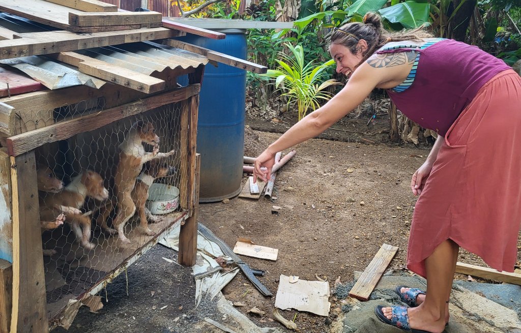 Ein Haufen süsser Welpen hat es mir angetan.