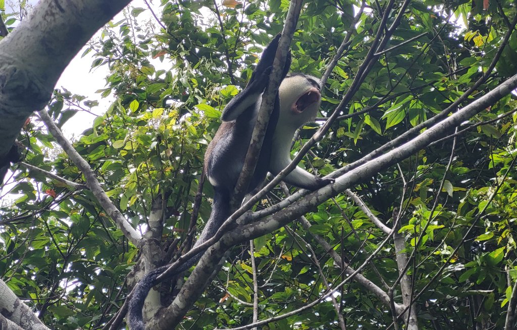 Hallo Äffchen! Grenada ist einige der wenigen Karibikinseln, auf der Affen leben.
