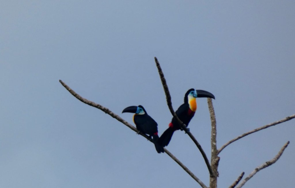 Sogar mit Tucan Sichtung!