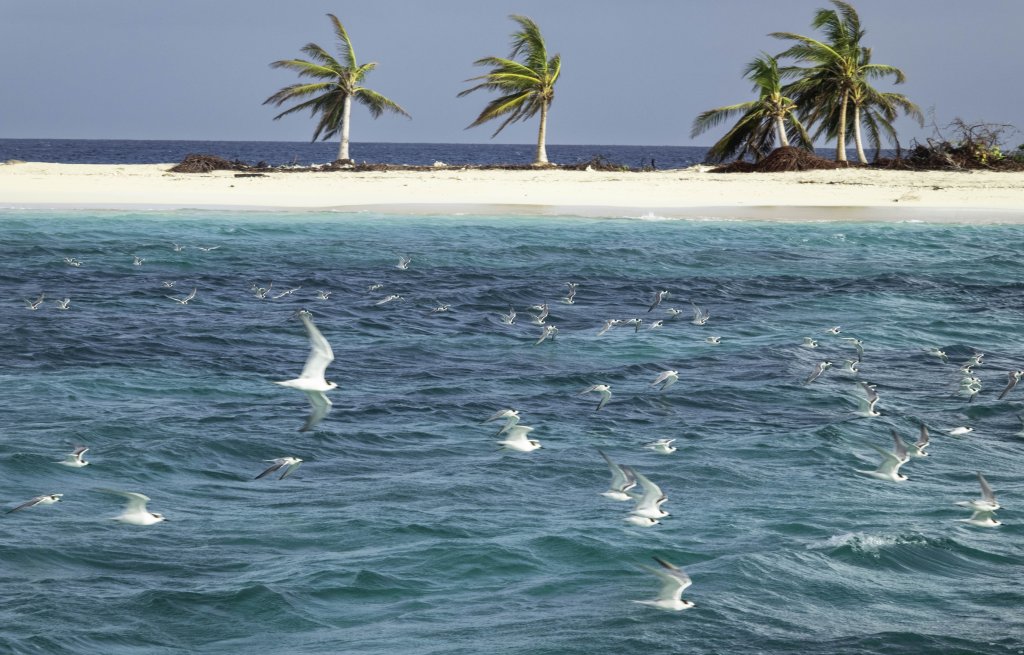 Ein Schwarm Möven vor Sandy Island.