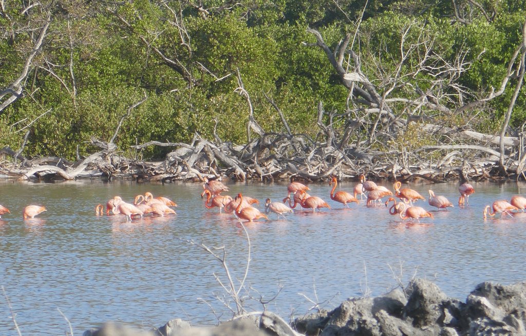 Flamingooooooooos!