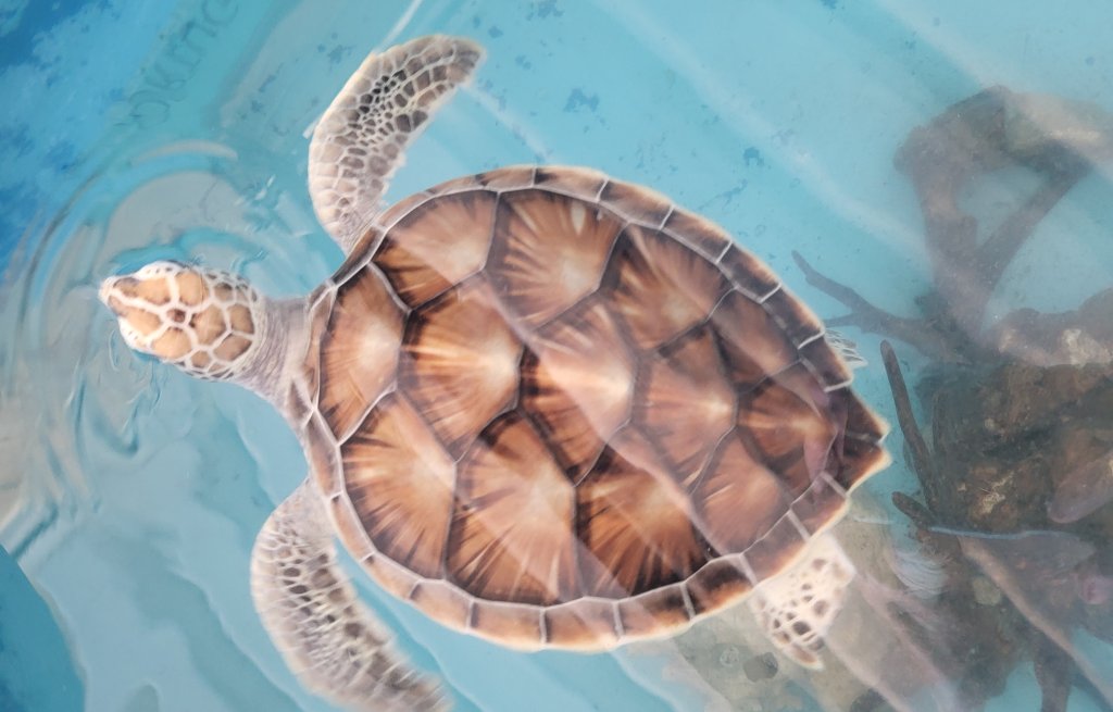 Chelonia mydas. Die Grüne Meeresschildkröte. Pure Schönheit.