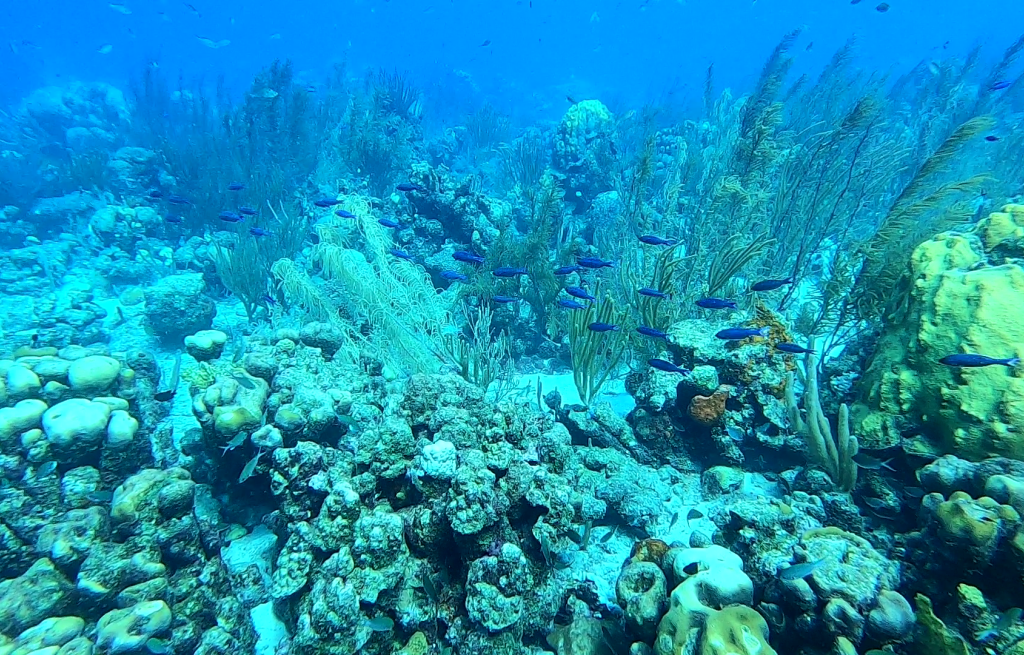 Wunderschöne Korallenwelt in Klein Bonaire.
