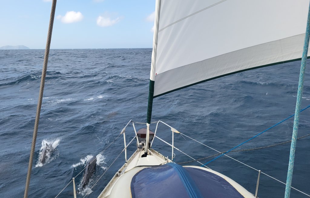 Delphine begleiten uns vor der Einfahrt in die Bucht von Santa Marta.