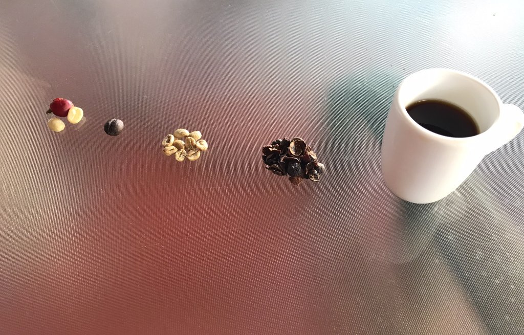 Wir besichtigen eine Kaffeefarm und lernen den Herstellungsprozess.
