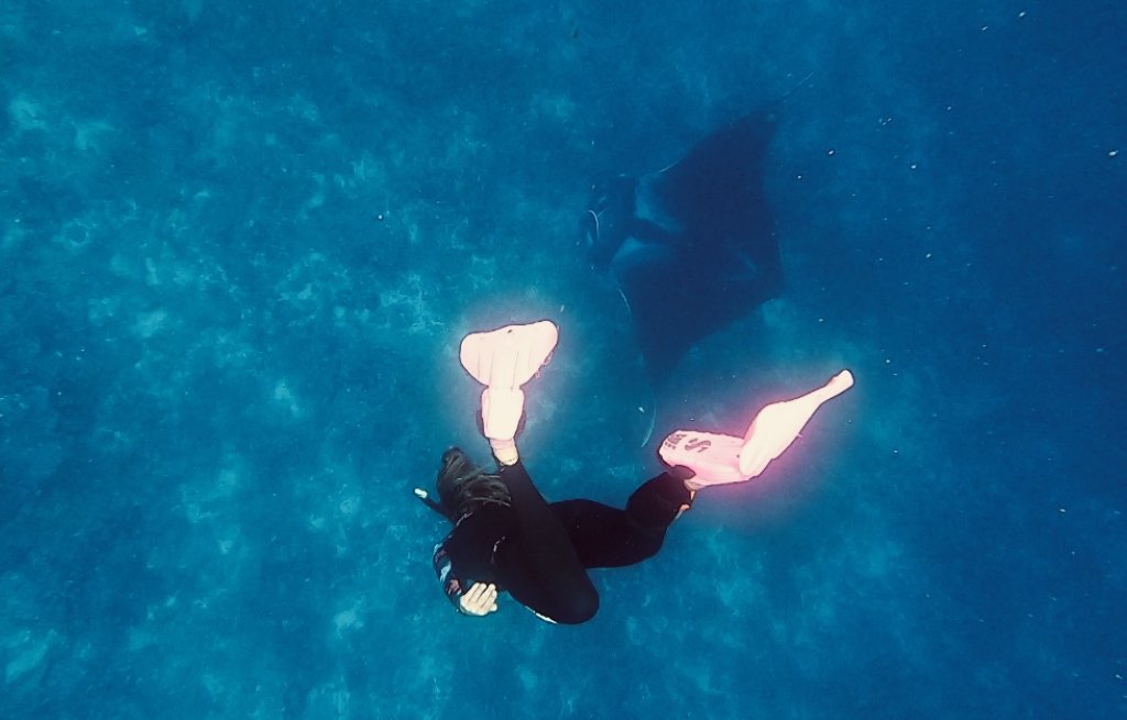 Ein ganz besonderes Highlight: schwimmen mit einem 6m grossen Mantarochen.