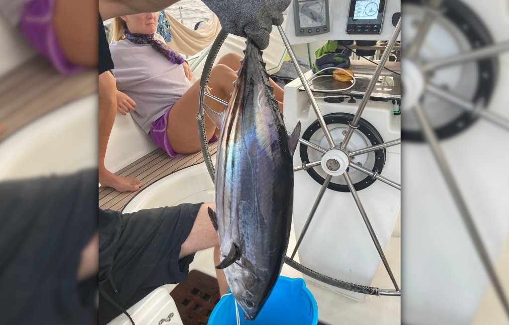 A nice Bonito!
