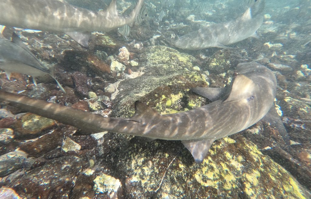 Baby lemon sharks come to visit.