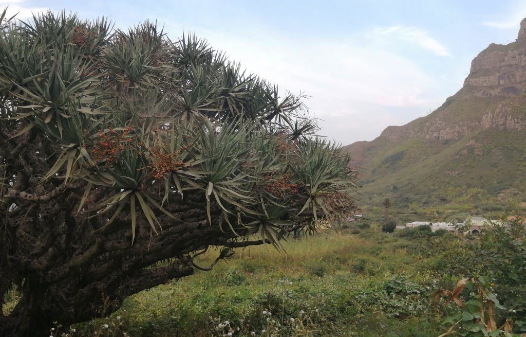 A very big dragon tree.