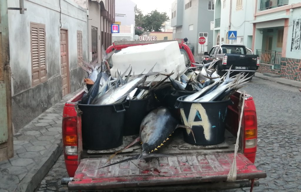 Massive tuna between the other catch of the day.