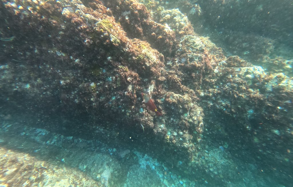 Parrot fish - the preserver of reefs.