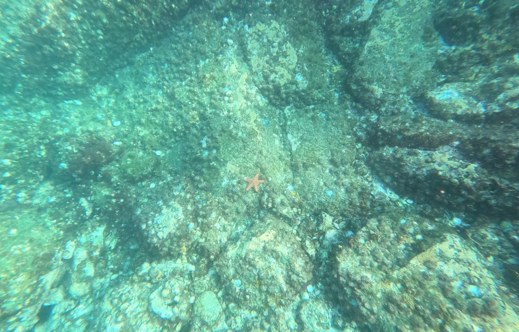 Even a starfish says hello!