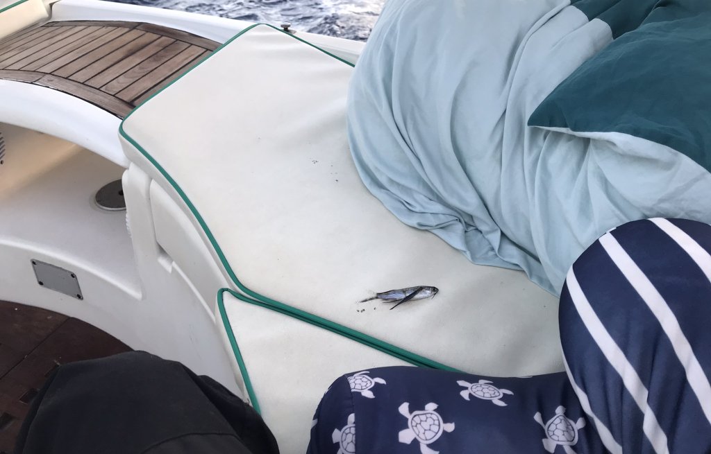 Flying fish where I usually sit during the night shift.