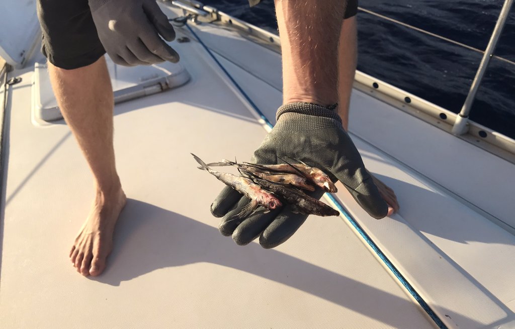 Flying fish found in the anchor locker.