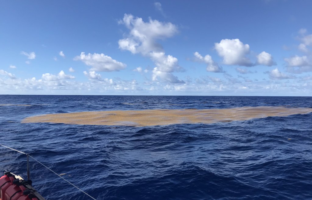 A patch of sargassum algae.