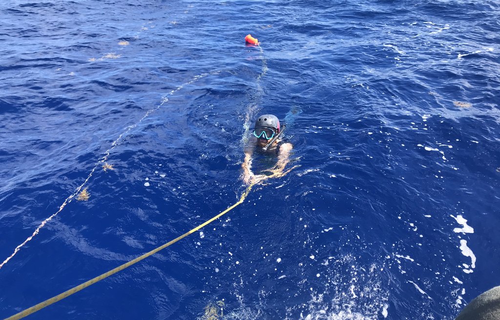 The rarely seen atlantic helmet snorkeler.