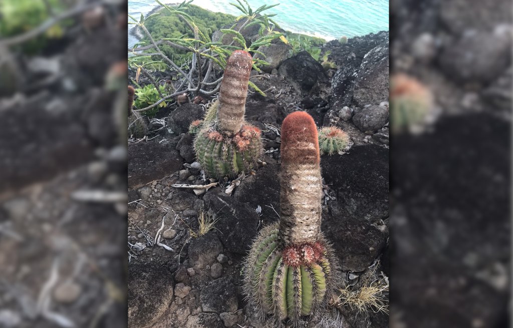 Interesting flora on this island...