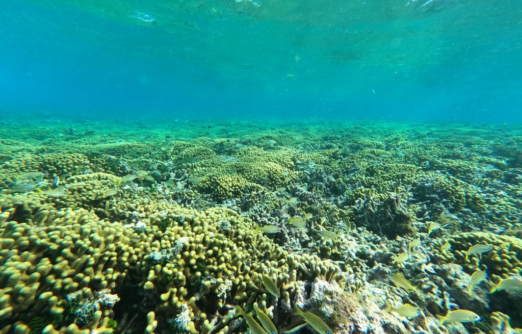 A large reef protects the Cays from the swell.