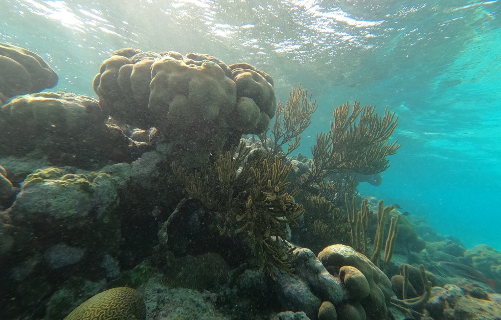 An underwater garden.