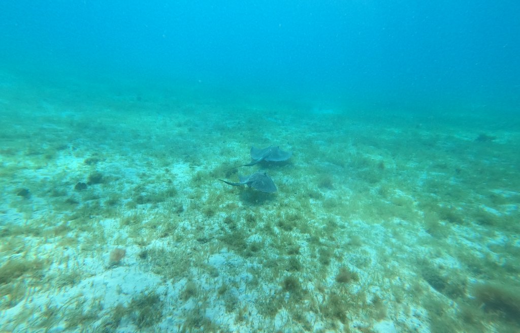 Two stingrays.