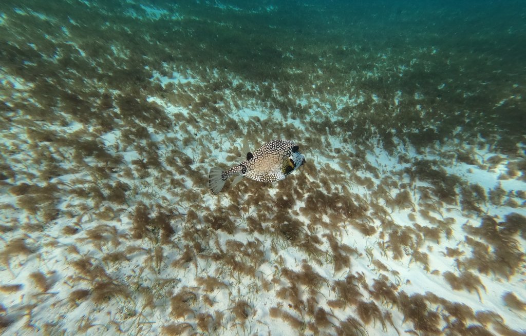 Hey there little boxfish.