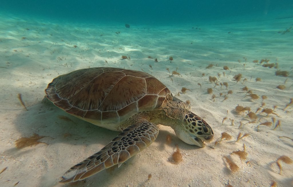 The turtles eat the sea weed on the ground.