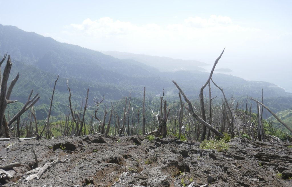 Mystical remainings of a seamingly burnt forest.