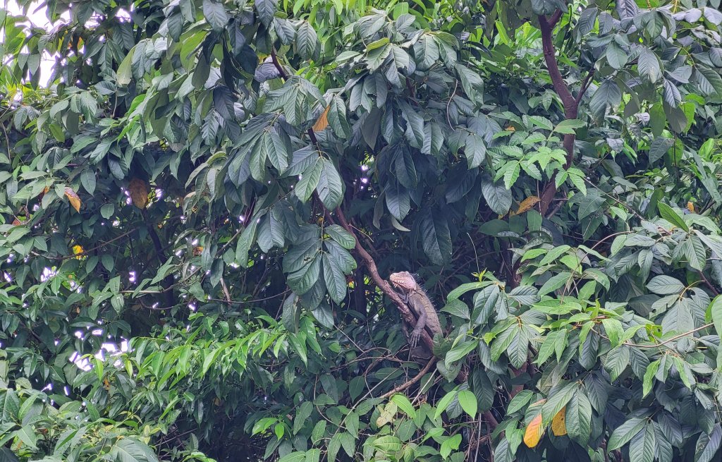 Iguana spotted!