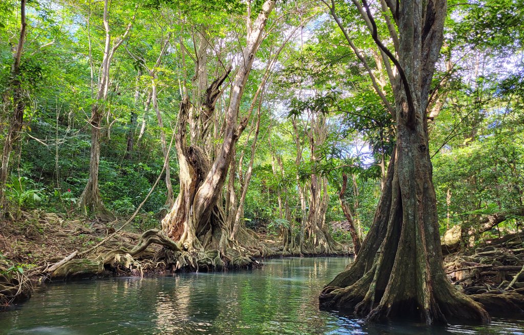 Slowly moving through the mangrooves.