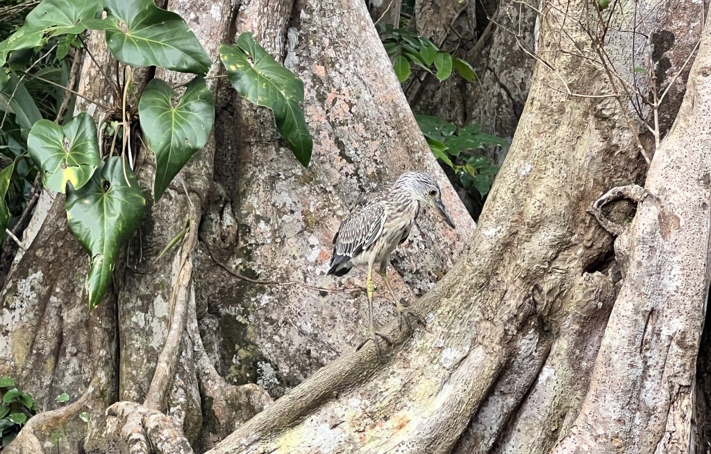 Hey there little fella!