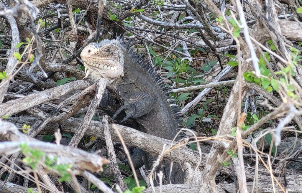 One of the little dragons.